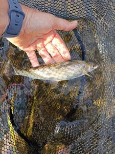 Grayling