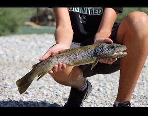 Brown Trout