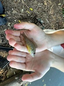 Green Sunfish
