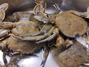Velvet Swimming Crab