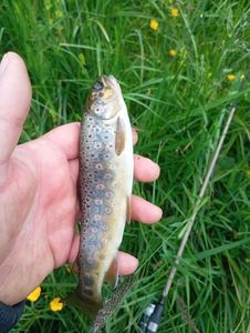 Brown Trout