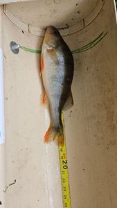 European Perch
