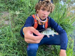 European Perch