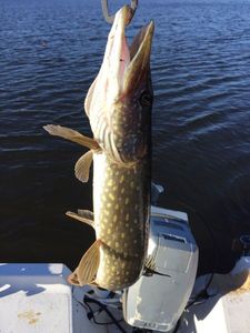 Northern Pike