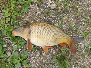 Common Carp