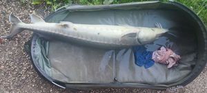 Lake Sturgeon