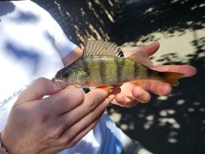 European Perch