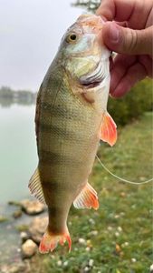European Perch