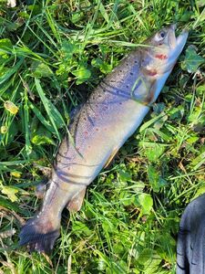 Brown Trout
