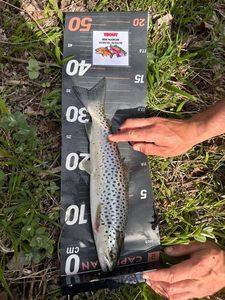 Brown Trout