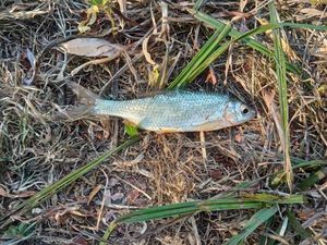 Roach