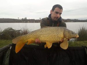 Common Carp