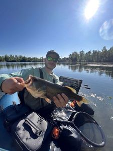 Largemouth Bass