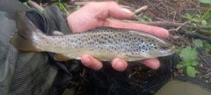 Brown Trout