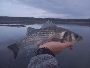 European Bass (Seabass)