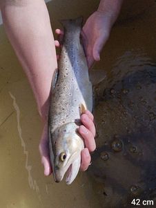 Brown Trout