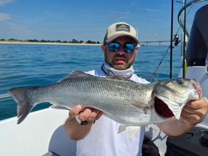 European Bass (Seabass)