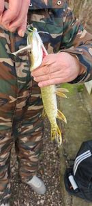 Northern Pike