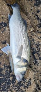 European Bass (Seabass)