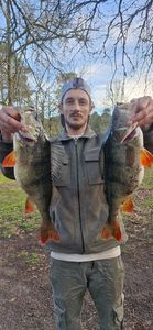 European Perch