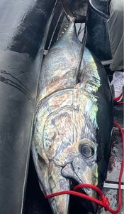 Bluefin Tuna