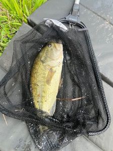 Largemouth Bass