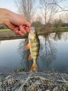 European Perch