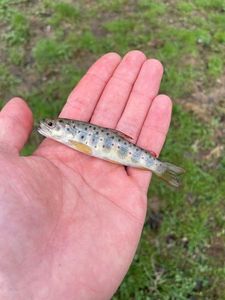 Brown Trout