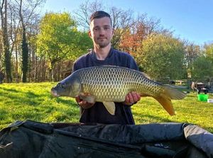 Common Carp