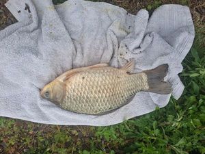 Crucian Carp