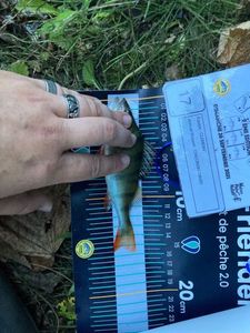 European Perch