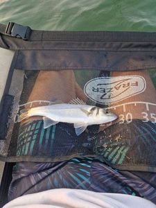 European Bass (Seabass)