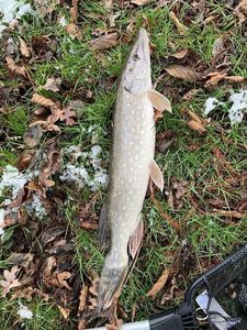 Northern Pike