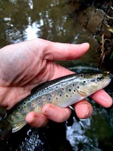 Brown Trout