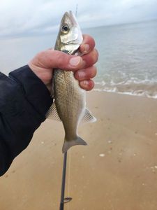European Bass (Seabass)