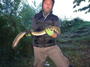 European Eel (Common Eel)