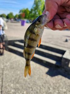 European Perch