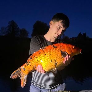 Koï Fish