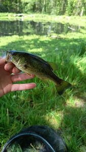 Largemouth Bass
