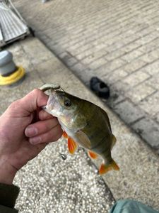 European Perch