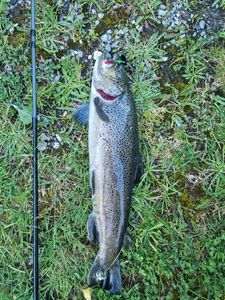 Brown Trout