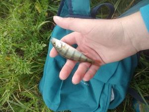 European Perch