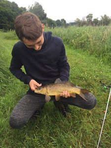 Common Carp