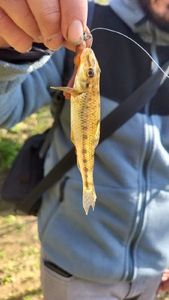 Gudgeon