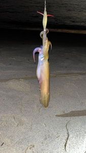 European Squid