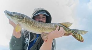Northern Pike