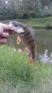 European Perch