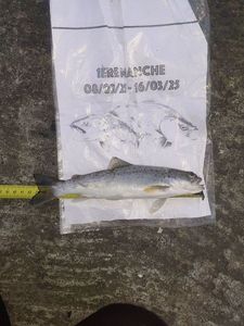 Rainbow Trout