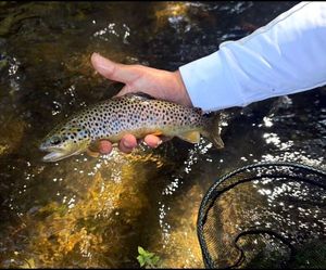 Brown Trout