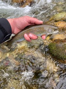 Brook Trout